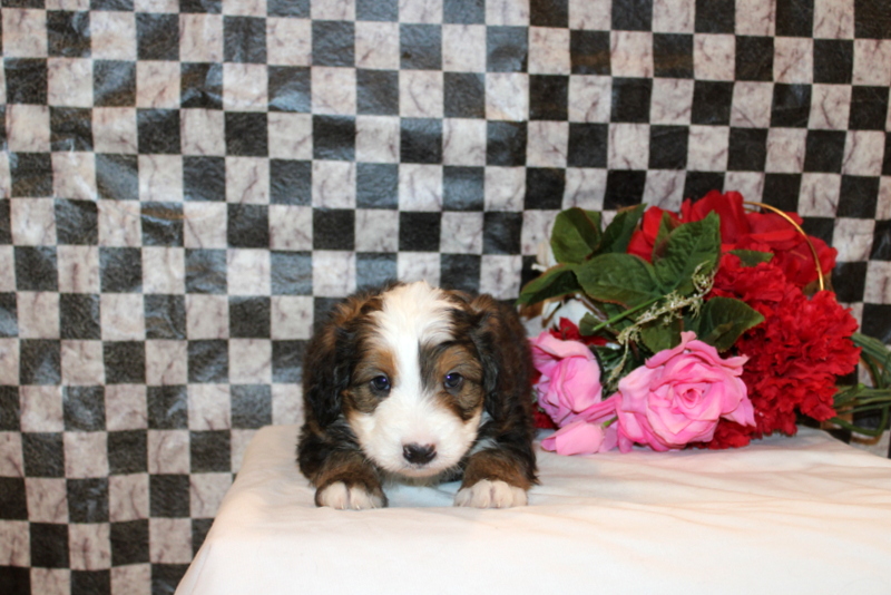 puppy, for, sale, Bernedoodle F2, Matthew B. Stoltzfus, dog, breeder, Gap, PA, dog-breeder, puppy-for-sale, forsale, nearby, find, puppyfind, locator, puppylocator, aca